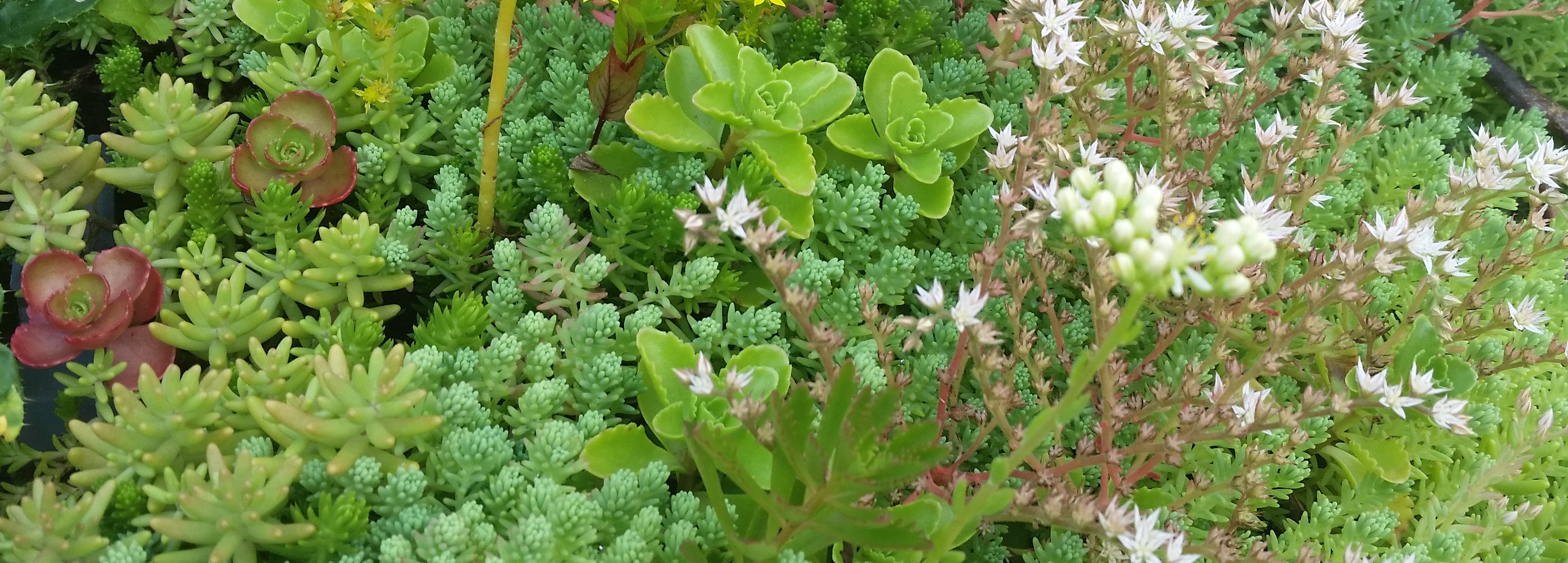 caissette de sedums avec reserve d eau france